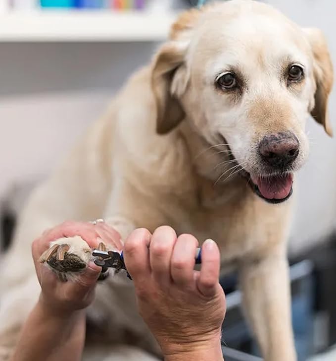 QMWG 12 X 4 CM Dog Nail Clippers for Small Dogs, Ultra Sharp Stainless Cat Nail Clippers with Guard for Large to Medium Dogs, Cats, Rabbits and Guinea Pigs, Free Nail File