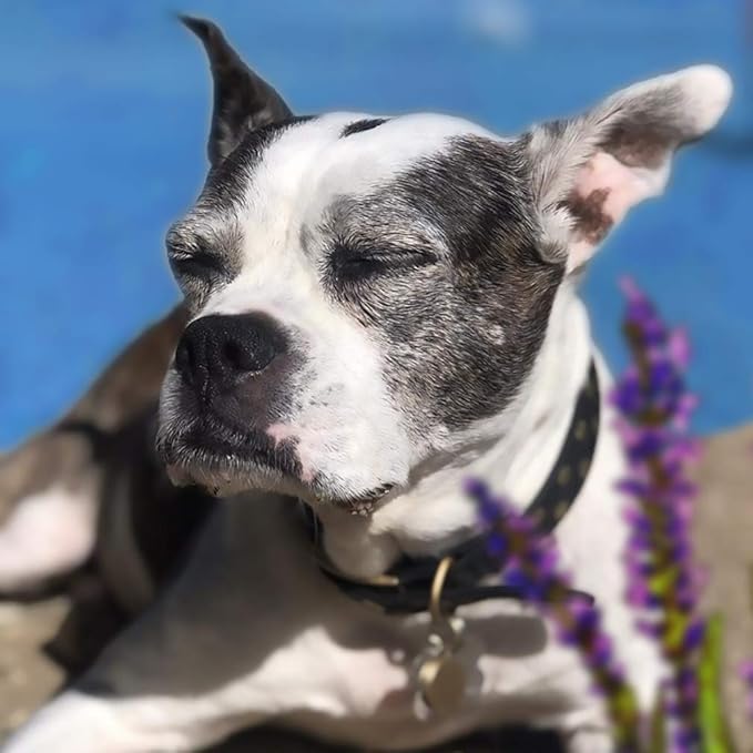 All-Natural Dog Leave-in Conditioner DETANGLER Spray, with Aloe Vera and Rich in Omegas, Leave-in Moisturizing to Detangle Pet's Coat - 9 Fl Oz Made in USA