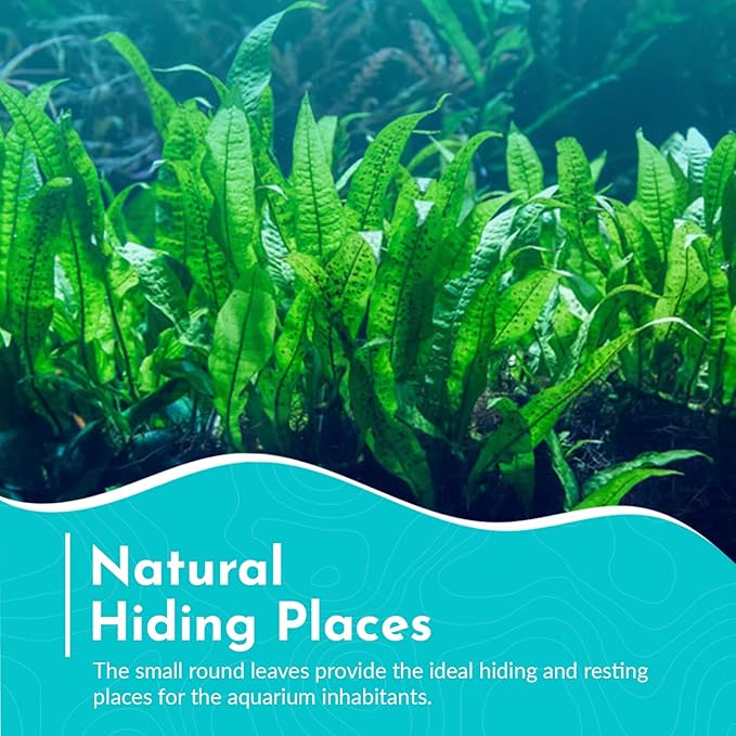 Live Java Fern Microsorum Pteropus on Mat Plant - Great for Modern Aquariums Provides Shelter to Baby Fish Fast Growth, Long Lasting & Easy Care Aquatic Plants Half Mat, Green