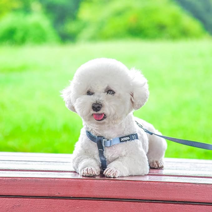 AIITLE No Pull Small Dog Harness and Leash Set- Escape Proof/Quick Fit Dog Halter Harness,Easy for Training Walking -Sturdy Buckle and Double D Ring -Puppy Harness for Small Dogs,Black-Grey Gradient S