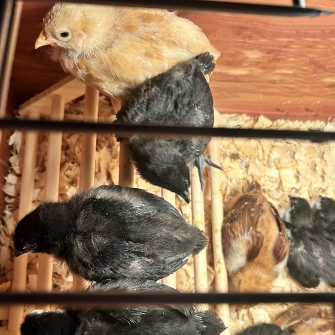 Chick Perch Chicken Coop Toys and Accessories,Chick Roosting Bar,Brooder for Baby Chicks,Strong Wooden Bird Perch. (Style 2, 14.4" x 10.7" x 6.7)