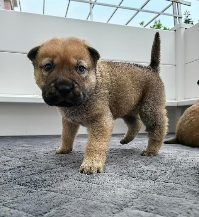 Whelping Mat for Dogs,Washable Pee Pad,for Small and Large Breed Puppies (Only Whelping Pad)