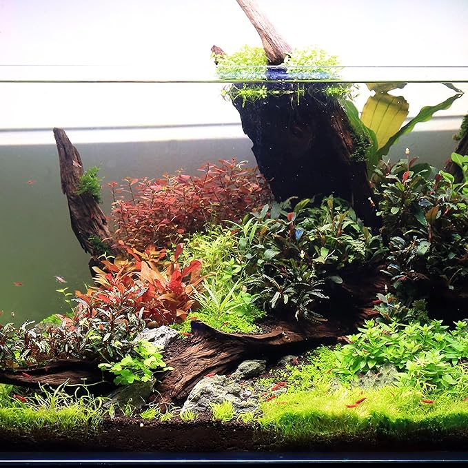 Ultum Nature Systems Driftwood - Malaysian Drift Wood for Fish Tank, Planted Tank, Terriarium, Paludarium - Versatile Natural Driftwood Decor, Events Wood Centerpiece - Malaysian, M 12-16", 3 Pack