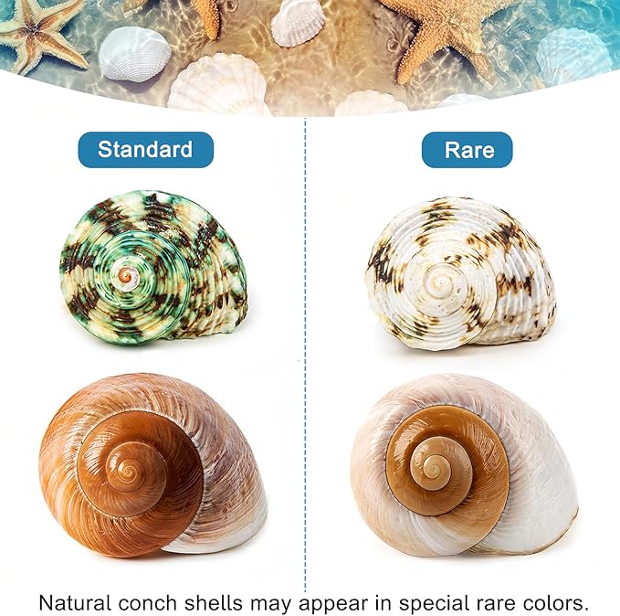 5PCS Medium and Large Hermit Crab Shells | Natural Sea Conch Size 2.2" - 3.4", Opening Size 1.5" - 2" | Turbo Seashells for Hermit Crab Supplies and Beach Decoration Medium Large Sea Shell