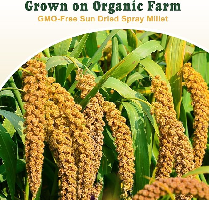 RANZ 5LBS Millet Spray for Birds, GMO-Free, Sun Dried Spray Millet, Original Bird Treats & Supplement for Parrots, Cockatiels, Lovebirds, Painted Buntings and Finches, Parakeets Food