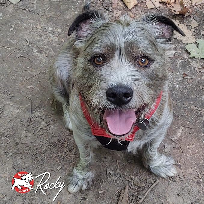 Fromm Four-Star Lamb with Cranberry Grain-Free Dog Treats, 8-Ounce Bag