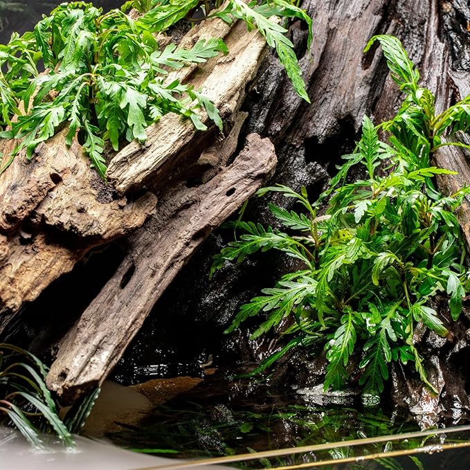 Ultum Nature Systems Driftwood - Dragon Drift Wood for Fish Tank, Planted Tank, Terriarium, Paludarium - Versatile Natural Driftwood Decor, Events Wood Centerpiece - Dragon Wood, X-Large (18-24")