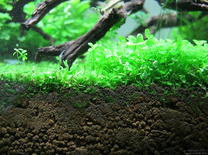 Tissue Culture Live Aquarium Plants | in Vitro Freshwater Aquatic Plants for Small Aquariums and Foreground (Monte Carlo)