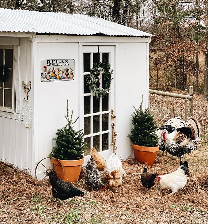 Funny Chicken Gifts Relax We‘re All Crazy It's Not Competition Tin Sign for Home Farm Chicken Coop Farmhouse Kicthen Garden Decor 8 X 12 Inch (3621)