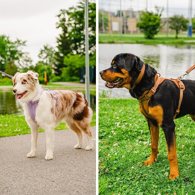 Dog Harness and Leash Set | BearBone No Pull Dog Harness and Waterproof Dog Collar and Leash Set | Heavy Duty Dog Harness, Leash and Collar | Medium Dog Harness, Leash and Collar (Green, Medium)