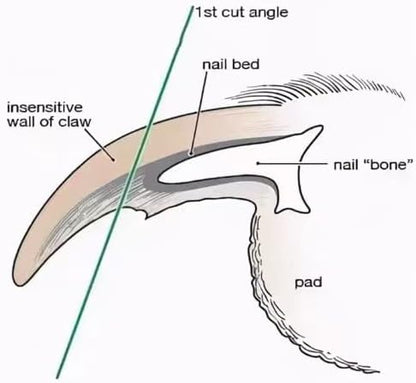 Diamond Rotary Nail Grinder Bits for Dog-Dog Nail Grinder Replacement Heads-Replaced Dog Nail Grinder Wheel- Pet Nail Grinder Attachment 2-Pack