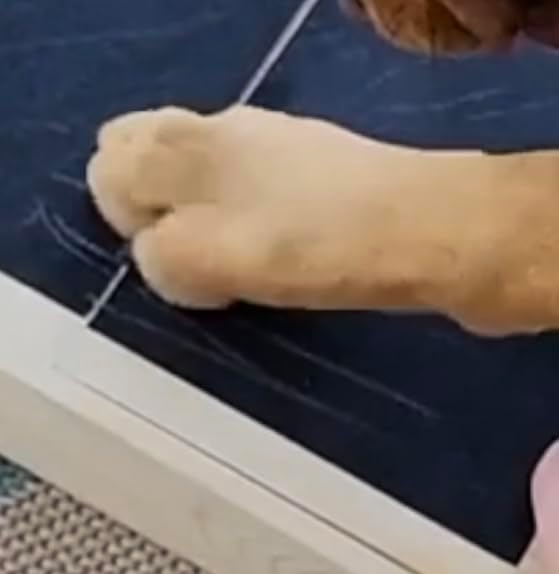 Dog Scratch Pad Nails Grinder Trimmers Clipper Board Paw Alternative pet Claw cat k9 Sanding Removal Emery File Treat Box Compartment Removeable lid (Scratch Box Kit)