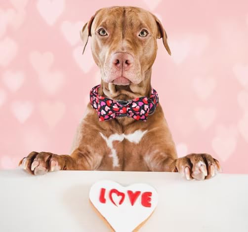 Unique Style Paws Valentine's Day Dog Collar with Bow Colorful Heart Love Dog Collars for Small Medium Large Dog New (XL, Black Bow)