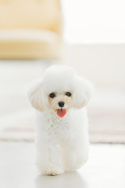 Nature's Protection Dental Chews for Dogs Teeth - Fights Bad Breath - Grain Free Dog Dental Treats for Small & Large Breed Adult Dogs with Light Fur, 5.2 oz (Superior Care - White Fish, Pack of 5)