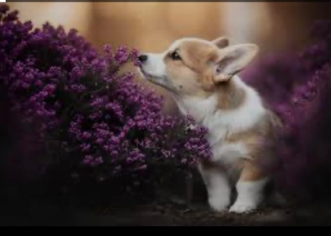 Doggiedale's Fur Freshener for Dogs Eliminates Pet Odor Vegan Formula 1oz