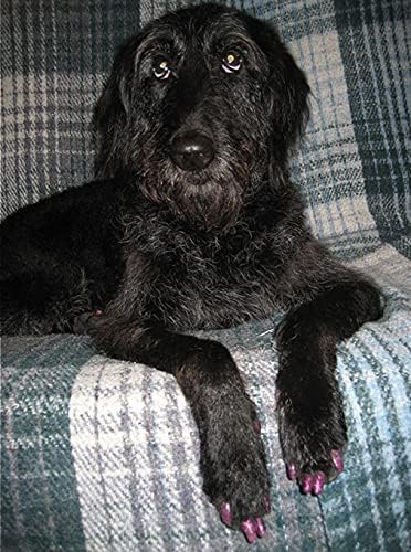 40-Pack Soft Nail Caps for Dogs Claws Black Medium