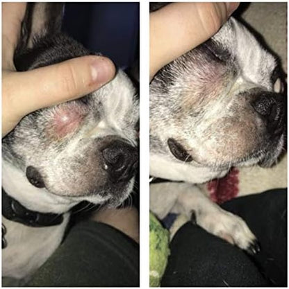 Squishface Tear Stain Paste + Wrinkle Wipes + Dog Ear Wipes Bundle - for Dogs with Wrinkles, Tear Stains, Tail Pockets, Irritated Paws & More - Great for All Breeds!