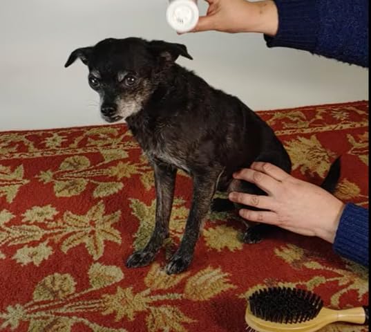 Sit. Stay. Forever. Natural, Dry Powder Shampoo for Dogs & Cats, Organic, Non-Toxic, Hypoallergenic Dog Deodorizer Powder, Anti-Itch & Odor Control, Easy No-Rinse Formula, Safe for Sensitive Skin