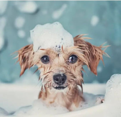 Dog Shampoo Kit 17oz - Conditioning Shampoo & Detangling Deshedding Hypoallergenic with Dog Brush & Absorbent Microfiber Towel, Pet Shampoo for Dogs by Your Lifestyle Merchant