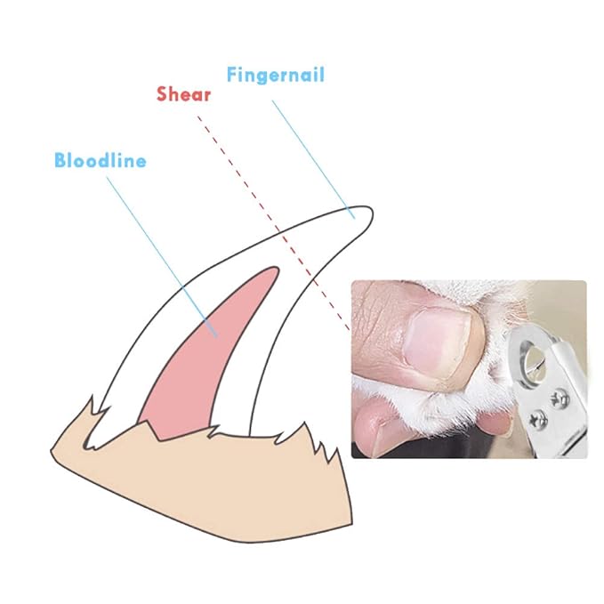 Fdit Pet Dog Nail Clippers Dedicated Nail Scissors Toe Claw Shear Clippers Trimmer Cutter for Small Animals (Black)