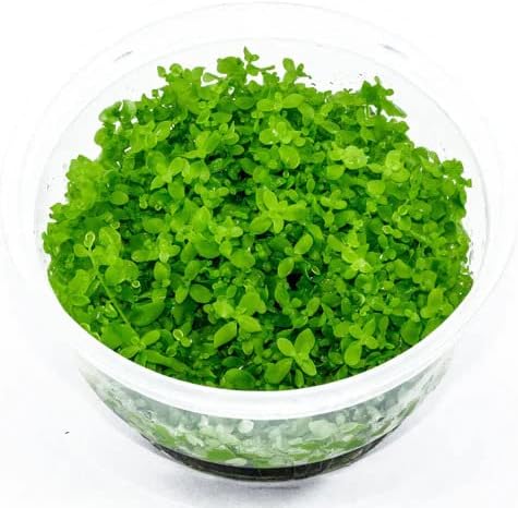 Tissue Culture Live Aquarium Plants | in Vitro Freshwater Aquatic Plants for Small Aquariums and Foreground (Monte Carlo)