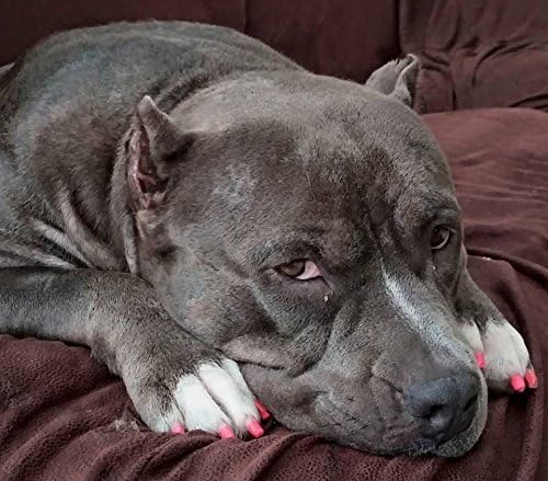 Warren London Pawdicure Dog Nail Polish Pens | Made in USA | Quick Dry, Low Odor, Non-Toxic Dog Accessories | Ideal for Dog Birthday, Dog Costume | 13 Colors | Neon Orange