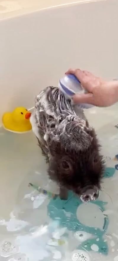 All Natural Rust Remover Whitening Shampoo & Organic Cherry Scented Coconut Oil for Pigs Dogs Small Animals