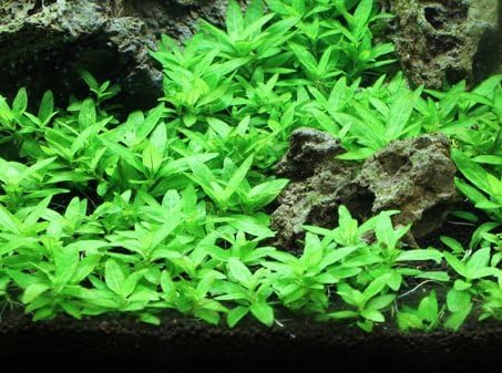 Tissue Culture Live Aquarium Plants | in Vitro Freshwater Aquatic Plants for Small Aquariums and Foreground (Staurogyne Repens)
