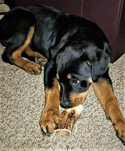 1-Medium Elk Antler _ingle Pack. All Natural Premium Grade A. Antler Chew. L=5-8 Naturally shed, Hand-Picked, and Made in The USA. NO Odor, NO Mess. Guaranteed Satisfaction. for Dogs 20-45 LBS