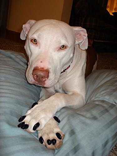 40-Pack Soft Nail Caps for Dogs Claws Gold Holographic Glitter XXL