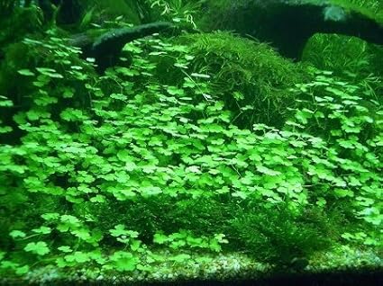 Tissue Culture Live Aquarium Plants | in Vitro Freshwater Aquatic Plants for Small Aquariums and Foreground (Dwarf Pennywort)