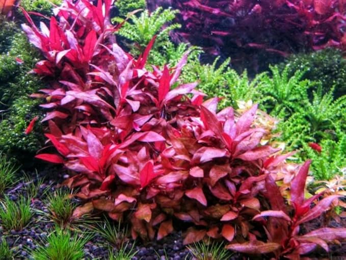 Tissue Culture Live Aquarium Plants | in Vitro Freshwater Aquatic Plants for Small Aquariums and Foreground (Alternanthera Reineckii)