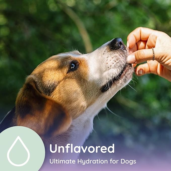 Dog Electrolytes and Joint Supplement | Glucosamine, Chondroitin & MSM for Inflammation and Mobility Support | Electrolytes for Dogs with Prebiotics | Unflavored | 16 Packets