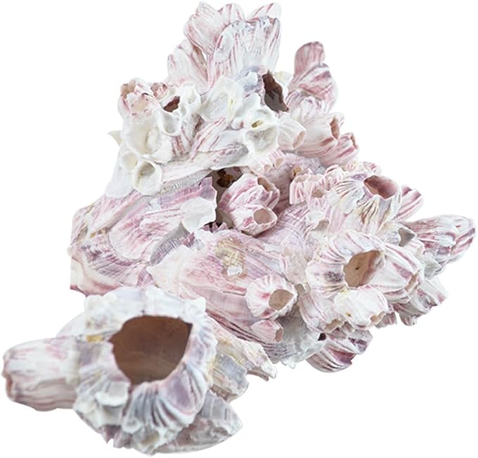 Barnacle Cluster 7-9 | Aquarium & Terrarium Ornament Piece for Decoration | Natural Purple Barnacle Cluster for Craft and Decor