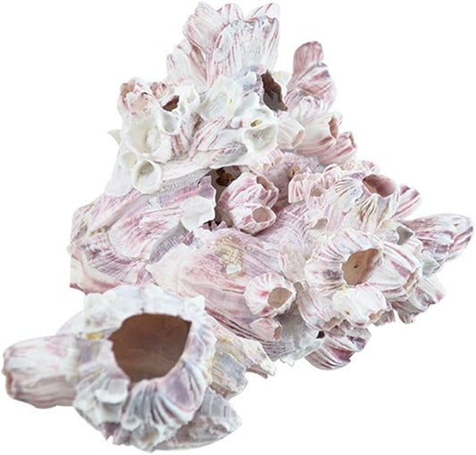 Barnacle Cluster 7-9 | Aquarium & Terrarium Ornament Piece for Decoration | Natural Purple Barnacle Cluster for Craft and Decor