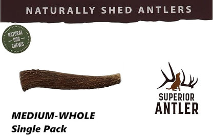 1-Medium Elk Antler _ingle Pack. All Natural Premium Grade A. Antler Chew. L=5-8 Naturally shed, Hand-Picked, and Made in The USA. NO Odor, NO Mess. Guaranteed Satisfaction. for Dogs 20-45 LBS