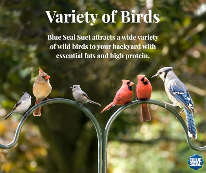 Blue Seal Nut Feast Suet Cakes for Wild Birds | No Mess Suet Feed with Variety of Nuts | Food for Woodpeckers, Cardinals, Siskins & Sparrows | Use with Suet Feeder | 11oz Seed Cake (6 Variety Pack)