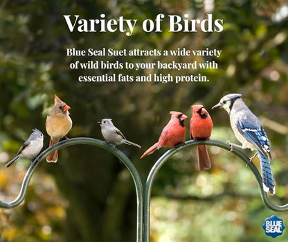 Blue Seal Nut Feast Suet Cakes for Wild Birds | No Mess Suet Feed with Variety of Nuts | Food for Woodpeckers, Cardinals, Siskins & Sparrows | Use with Suet Feeder | 11oz Seed Cake (6 Variety Pack)