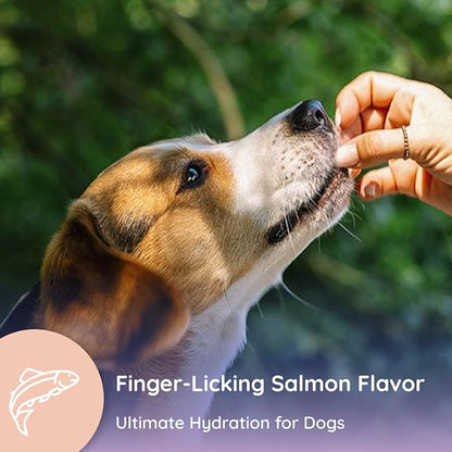 Dog Electrolytes and Joint Supplement | Hydration Support for Dogs w/Glucosamine, Chondroitin & More | Electrolytes for Dogs with Prebiotics | Salmon Lovers | 32 Packets