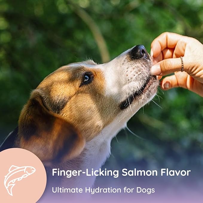 Dog Electrolytes and Joint Supplement | Glucosamine, Chondroitin & MSM for Inflammation and Mobility Support | Electrolytes for Dogs with Prebiotics | Salmon Lovers | 16 Packets