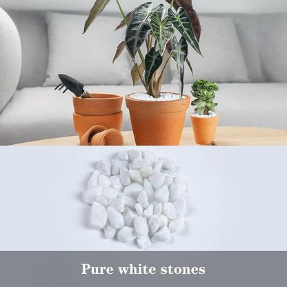 5lb Rocks Polished Silica Gravel for Plants Garden, Decorative Pebbles Ideal for Fish Tank, Vases, Succulents, Crafting, Home Decor and Garden Landscaping, Snow White(0.16-0.24”)