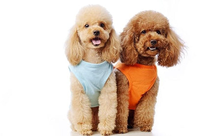 Dog Grooming Scissors,Pet Grooming Scissors,Straight Shears great for Groomers and Home Grooming