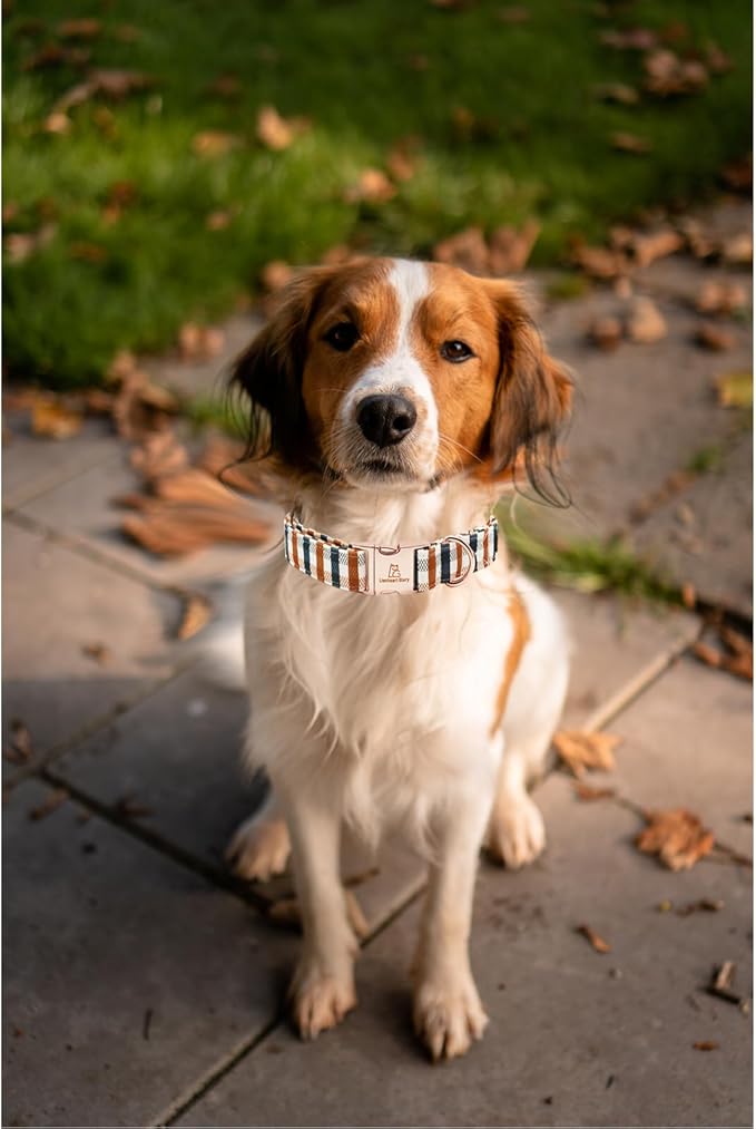 Lionheart glory Plaid Dog Collars Fall Dog Collar Heavy Duty Adjustable Dog Collar for Medium Collar Dog Female or Male Dog Collar