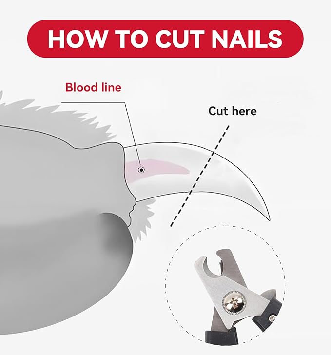 QMWG 12 X 4 CM Dog Nail Clippers for Small Dogs, Ultra Sharp Stainless Cat Nail Clippers with Guard for Large to Medium Dogs, Cats, Rabbits and Guinea Pigs, Free Nail File