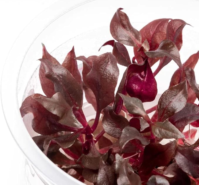 Tissue Culture Live Aquarium Plants | in Vitro Freshwater Aquatic Plants for Small Aquariums and Foreground (Alternanthera Reineckii)