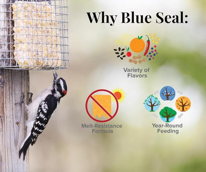 Blue Seal Nut Feast Suet Cakes for Wild Birds | No Mess Suet Feed with Variety of Nuts | Food for Woodpeckers, Cardinals, Siskins & Sparrows | Use with Suet Feeder | 11oz Seed Cake (6 Variety Pack)