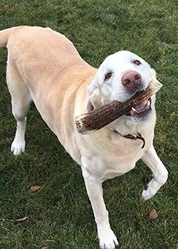 1-Medium Elk Antler _ingle Pack. All Natural Premium Grade A. Antler Chew. L=5-8 Naturally shed, Hand-Picked, and Made in The USA. NO Odor, NO Mess. Guaranteed Satisfaction. for Dogs 20-45 LBS