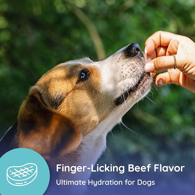 Petralyte Dog Electrolytes and Joint Supplement | Hydration Support for Dogs w/Glucosamine, Chondroitin & More | Electrolytes for Dogs with Prebiotics | for Beef Lovers | 16 Packets