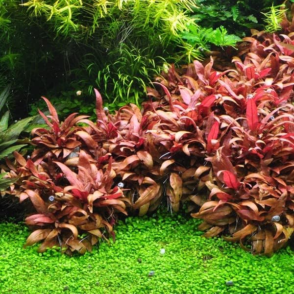Tissue Culture Live Aquarium Plants | in Vitro Freshwater Aquatic Plants for Small Aquariums and Foreground (Alternanthera Reineckii)