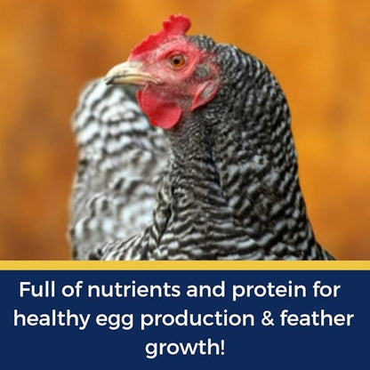 Dried Mealworm and Herb Treat for Backyard Chickens, Non-GMO, USA Raised, Healthy Backyard Chicken Feed and Supplies, BEE A Beautiful Hen 4 Pounds (4 pounds (64 oz)